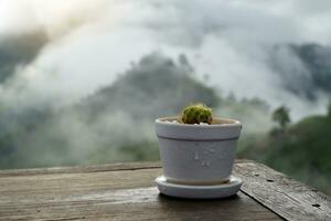 Kaktus Topf platziert wie Dekoration auf das hölzern Tabelle von das Kaffee Geschäft oben auf das hoch Berg. das Aussicht hinter ist das Nebel im das regnerisch Jahreszeit Das schön Abdeckungen das Berge. foto