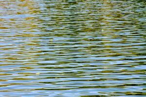 ein Vogel fliegend Über das Wasser im ein See foto