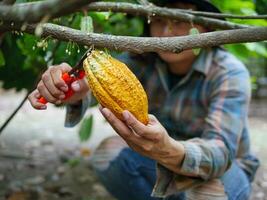 nahaufnahmehände eines kakaobauern verwenden beschneidungsscheren, um die kakaoschoten oder den fruchtreifen gelben kakao vom kakaobaum zu schneiden. ernten, was das landwirtschaftliche Kakaogeschäft produziert. foto