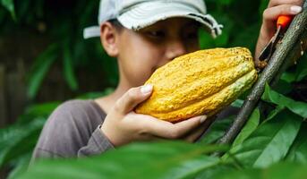 nahaufnahmehände eines kakaobauern verwenden beschneidungsscheren, um die kakaoschoten oder den fruchtreifen gelben kakao vom kakaobaum zu schneiden. ernten, was das landwirtschaftliche Kakaogeschäft produziert. foto