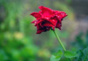 Nahansicht von schön hell einer rot Rose im Tau Tropfen nach Regen im das Frühling Garten draußen und Grün Blatt verwischen im Hintergrund foto