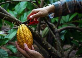 nahaufnahmehände eines kakaobauern verwenden beschneidungsscheren, um die kakaoschoten oder den fruchtreifen gelben kakao vom kakaobaum zu schneiden. ernten, was das landwirtschaftliche Kakaogeschäft produziert. foto