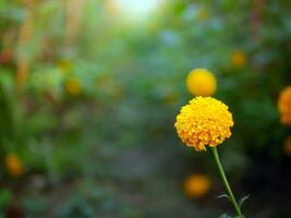 schön Orange Ringelblume Blumen im das Feld, boomt Gelb Ringelblume Blume Garten Plantage im Morgen foto