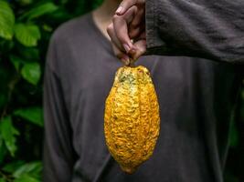 Landwirtschaft Gelb reif Kakao Schoten im das Hände von ein Junge Bauer, geerntet im ein Kakao Plantage foto