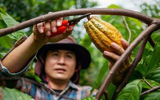 Kakao Farmer verwenden Beschneidung Schere zu Schnitt das Kakao Schoten oder Obst reif Gelb Kakao von das Kakao Baum. Ernte das landwirtschaftlich Kakao Geschäft produziert. foto