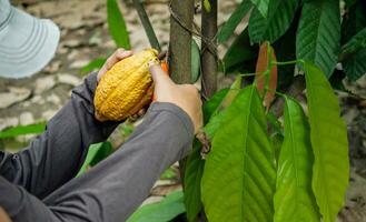 Kakao Farmer verwenden Beschneidung Schere zu Schnitt das Kakao Schoten oder Obst reif Gelb Kakao von das Kakao Baum. Ernte das landwirtschaftlich Kakao Geschäft produziert. foto