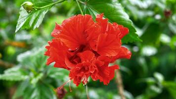 rot Hibiskus rosa-sinensis Linn Blume, Nahansicht foto