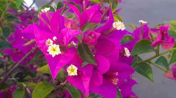 Bougainvillea Blume Pflanzen foto