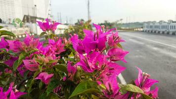 Bougainvillea Blume Pflanzen foto