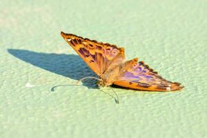 ein Schmetterling auf ein Grün Oberfläche mit ein braun und Weiß Muster foto