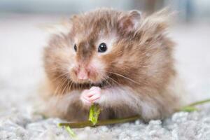 komisch flauschige syrisch Hamster isst ein Grün Ast von Kleeblatt, Sachen seine Wangen. Essen zum ein Haustier Nagetier, Vitamine. Nahansicht foto