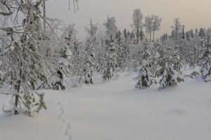 verschneiter Wald mit einer Spur eines Fuchses im Schnee