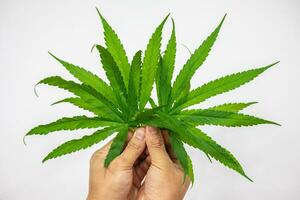 Grün Cannabis Blätter isoliert auf Weiß Hintergrund. wachsend medizinisch Marihuana Konzept. foto
