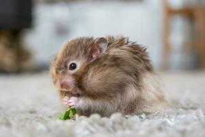 komisch flauschige syrisch Hamster isst ein Grün Ast von Kleeblatt, Sachen seine Wangen. Essen zum ein Haustier Nagetier, Vitamine. Nahansicht foto