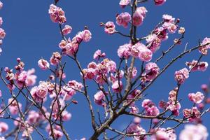 rosa Blüten des Kirschpflaumenbaums, Japan-Blume