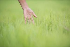 Frauenhand berührt das grüne Gras