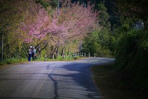 Chiangmai Thailand - - 9. Januar 2016 unbekannt Tourist nehmen ein Foto mit Blühen Kirsche blühen Blume im doi Angkhang Chiangmai Nord von Thailand