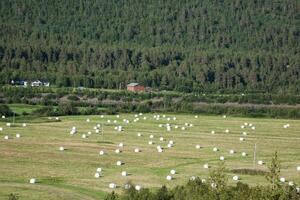 Bündel von Stroh auf das Feld nach Ernte im Norwegen foto