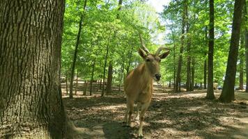 Tierwelt Zoo Safari wild Tiere foto