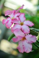 Adenium obesum Blumen wachsend im das Garten foto