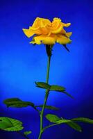 Gelb Rose auf Blau Hintergrund foto