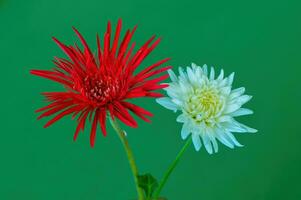 Gerbera Kraut Blume mit rot und Weiß Blütenblätter foto