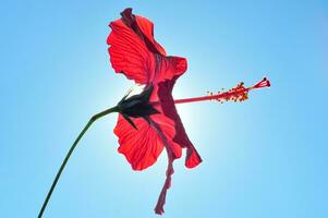 Hibiskus rosa-sinensis Blumen mit rot Blütenblätter foto