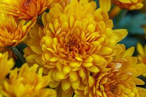 schön Gebüsch von Gelb Chrysantheme Blumen foto