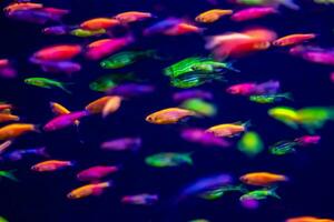 danio Rerio Fisch und Neon- Korallen foto