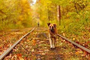 Herbst Wald durch welche ein alt Straßenbahn Fahrten Ukraine und rot Hund foto