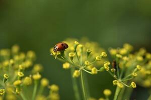 Marienkäfer auf Gelb Blumen im das Garten im Sommer. coccinellinae Latreille. foto