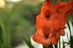 hell Orange und Rosa Gladiolen Blumen auf ein Grün Garten. schön Farbe von Gladiole l Blumen im ein schön Seite. foto