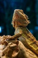 schön Eidechse bärtig Agama, Pogona Vitticeps foto