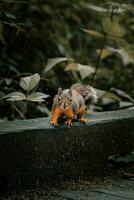 ein Eichhörnchen ist Stehen auf ein Leiste im das Wald foto