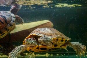 schön Schildkröte schwimmt im das Wasser foto