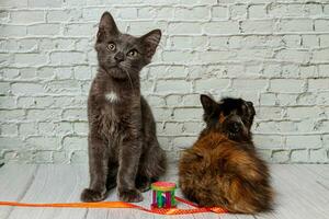 schön Paar von grau Katze Junge und Mädchen auf ein Backstein Mauer Hintergrund foto