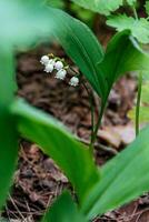 schön Frühling Blühen Lilien von das Senke mit Tropfen von Blumen Tau foto