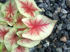 Bueatyful Caladium zweifarbig Haus Topf Süss und bunt Pflanzen foto