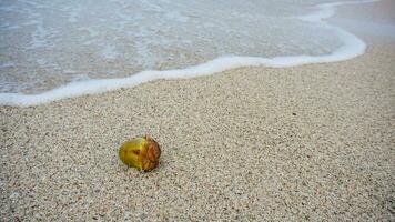 klein oder jung Kokosnuss auf das Sand schlagen durch Wellen von Blau Meer Wasser mit Schaum. Aussicht schön tropisch Strand mit Wellen, Sand Strand und auf Yachthafen Strand im Kalianda, Lampung. unreif Kokosnuss auf Sand foto