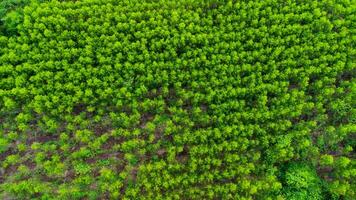 Luftaufnahme von wunderschönen Landschaften landwirtschaftlicher oder kultivierender Gebiete in tropischen Ländern. Eukalyptusplantage in Thailand. natürlicher Landschaftshintergrund. foto