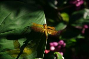 ein schließen oben Bild von das Gelb Grashabicht, oder verbreitet Sonnenschirm oder Heuschrecke Libelle oder Neurothemis Schwankungen foto