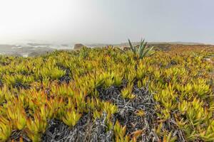 Aussicht Über das Dünen beim Praia DOS aivados auf das Portugiesisch atlantisch Küste mit dicht Vegetation foto