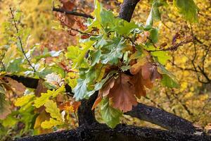 Blätter und Eicheln von das gestielt Eiche oder im Latein Quercus Robur im Herbst. Orange Grün Blätter. foto