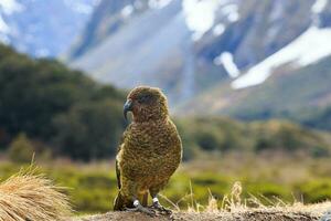 kea Vogel im alpin Wald Süd Land Neu Neuseeland foto