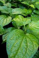 Blätter von Piper sarmentosum, Kräuterpflanzenhintergrund foto