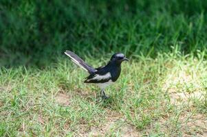 orientalisch Elster Robin, winzig Vogel Stehen auf Gras im Landschaft foto