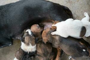 Welpen saugen Milch von Mutter Hund foto
