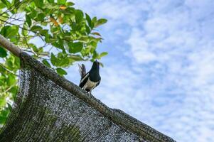 orientalisch Elster Robin, winzig Vogel thront auf Holz von Dach mit Blau Himmel foto