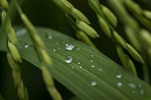 Tau Tropfen auf Reis Blätter mit verschwommen Grün Hintergrund im Wald foto