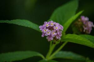 Lantana Blumen sind ein Spezies von Schön, mehrjährig blühen Pflanze im das Eisenkraut Familie foto